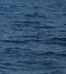 Synthliboramphus antiquus