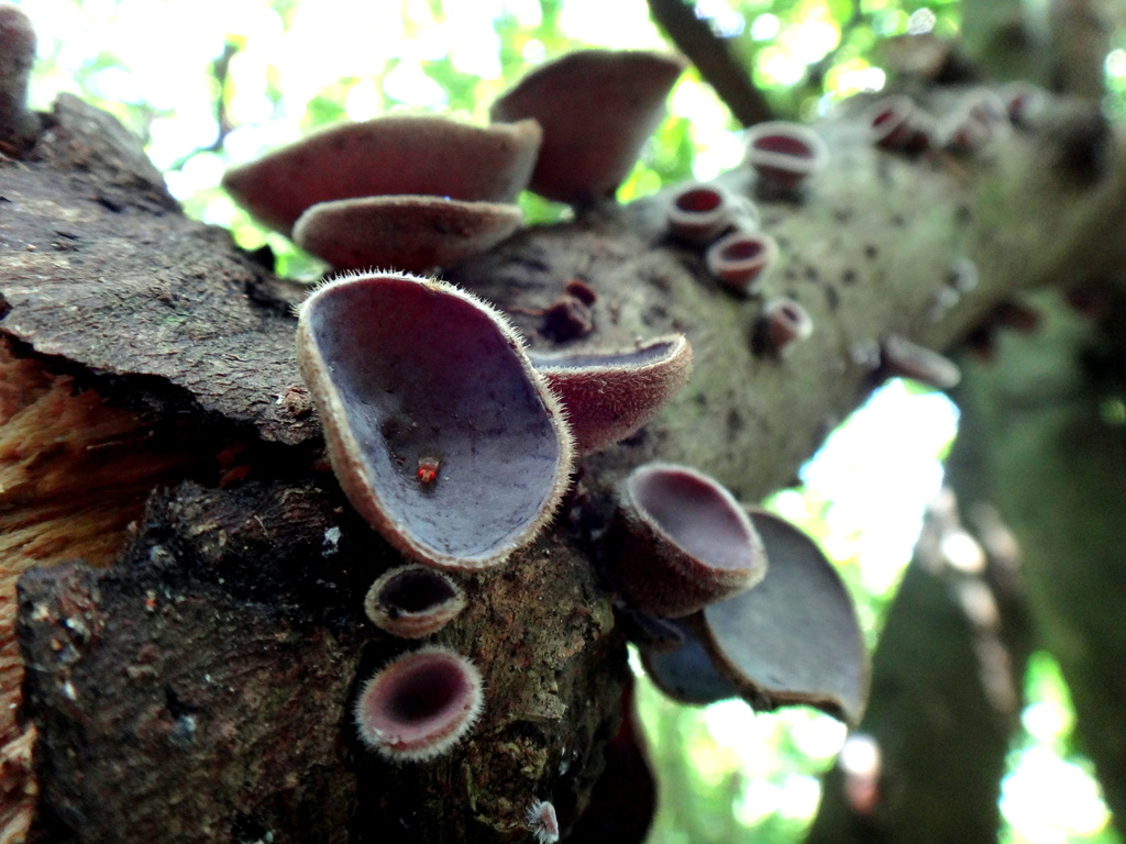 Auricularia polytricha · September 2012 · photo: © pchi45 (iNaturalist, cc-by)