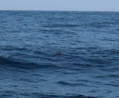 Cerorhinca monocerata