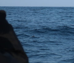 Cerorhinca monocerata