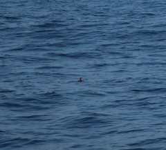 Cerorhinca monocerata