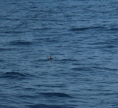 Cerorhinca monocerata