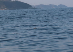 Synthliboramphus antiquus