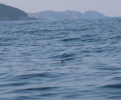 Synthliboramphus antiquus