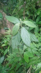 Gomphostemma chinense