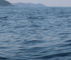 Synthliboramphus antiquus