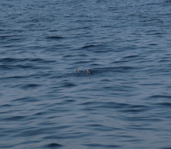 Synthliboramphus antiquus