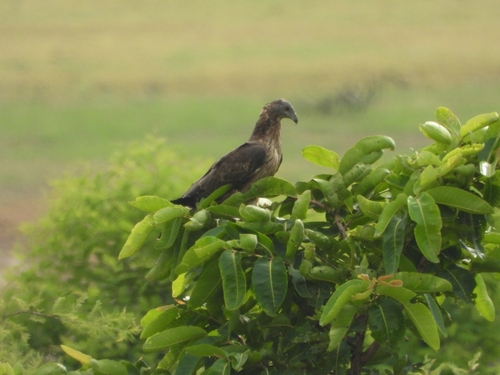 Oriental honey-buzzard