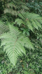 Ctenitis subglandulosa