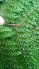 Ctenitis subglandulosa