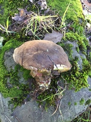 Xerocomellus mendocinensis