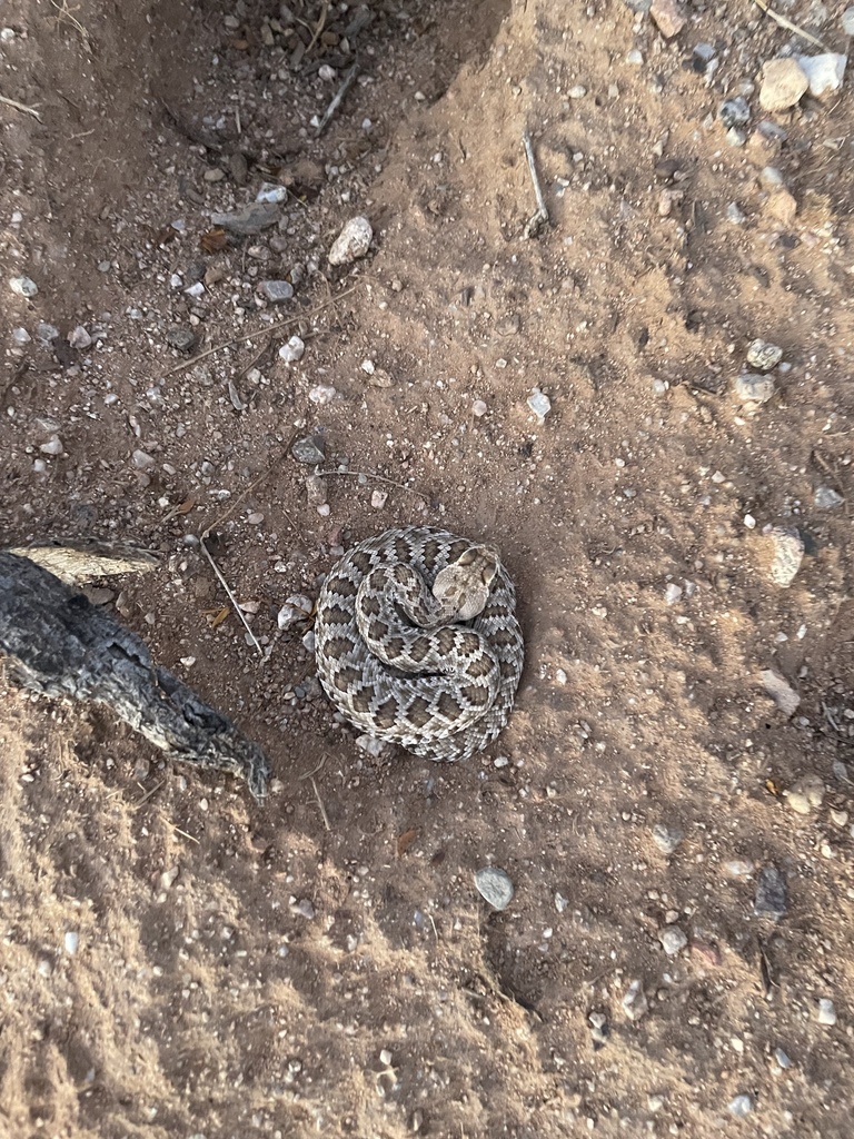 Mojave Rattlesnake from E Park Link Dr, Marana, AZ, US on August 29 ...