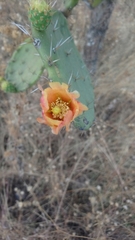 Opuntia atropes