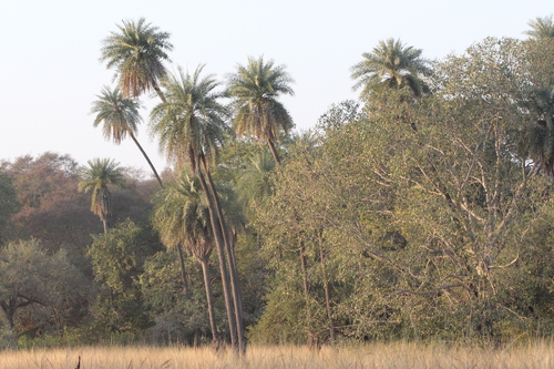 Phoenix sylvestris