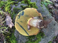 Xerocomellus mendocinensis