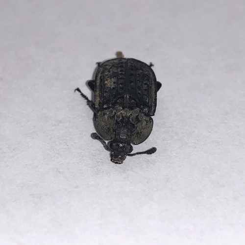 Northern Carrion Beetle
