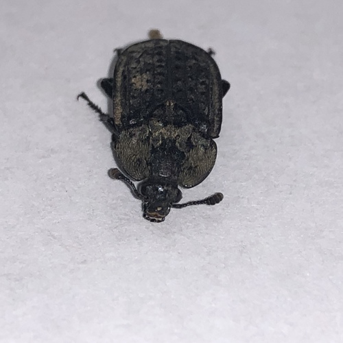 Northern Carrion Beetle