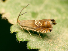 Grapholita tristrigana