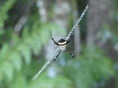 Argiope caledonia