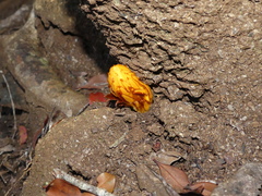 Hachettea (Hachettea)