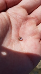 Cantharidus dilatatus