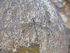 Caledopteryx maculata