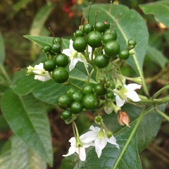 Solanum pubigerum