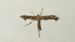 Amblyptilia punctidactyla