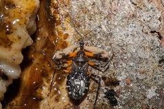 Amulius