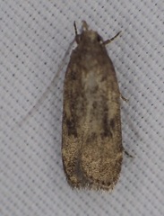 Autostichidae