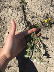 Layia pentachaeta albida