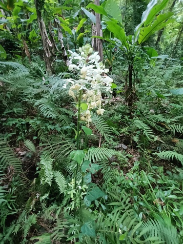 Calanthe triplicata iNat (2)