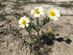 Layia pentachaeta albida
