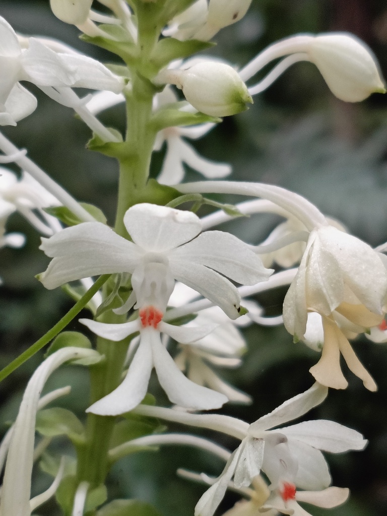 Calanthe triplicata