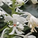 Calanthe triplicata - Photo (c) 灶馬, algunos derechos reservados (CC BY-NC), subido por 灶馬