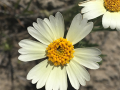 Layia pentachaeta albida