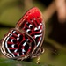 Mariposa Arlequín Malaya Roja - Photo (c) Taxon Expeditions, algunos derechos reservados (CC BY-SA), uploaded by Taxon Expeditions