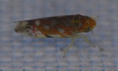 Erythroneura rubra