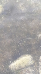 Zostera muelleri