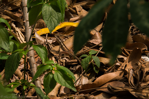 Lophognathus temporalis observed 2015-07-26