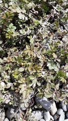 Argentina anserinoides