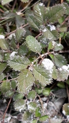 Argentina anserinoides