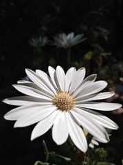 Asteraceae