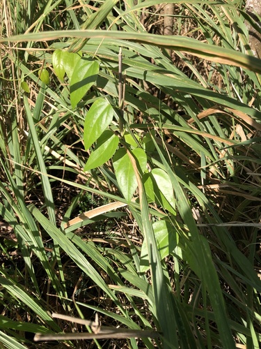 Cocculus orbiculatus observed 2023-08-29