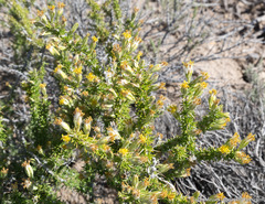 Tetradymia spinosa