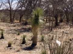 Yucca elata