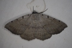 Spiloloma lunilinea
