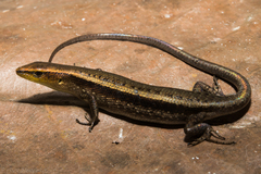 Obscure Emo Skink photo 1