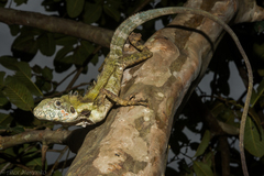 Papua Forest Dragon photo 2