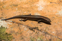 Mount Victoria Litter-Skink photo 2